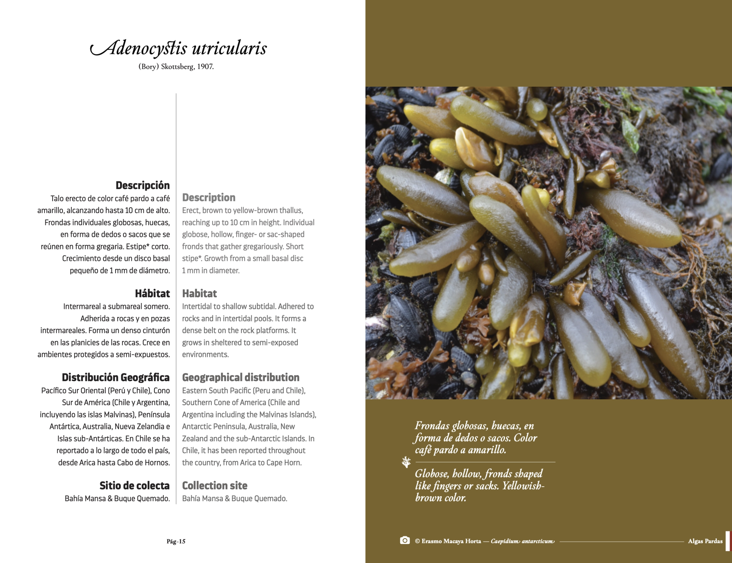 Libro de Algas