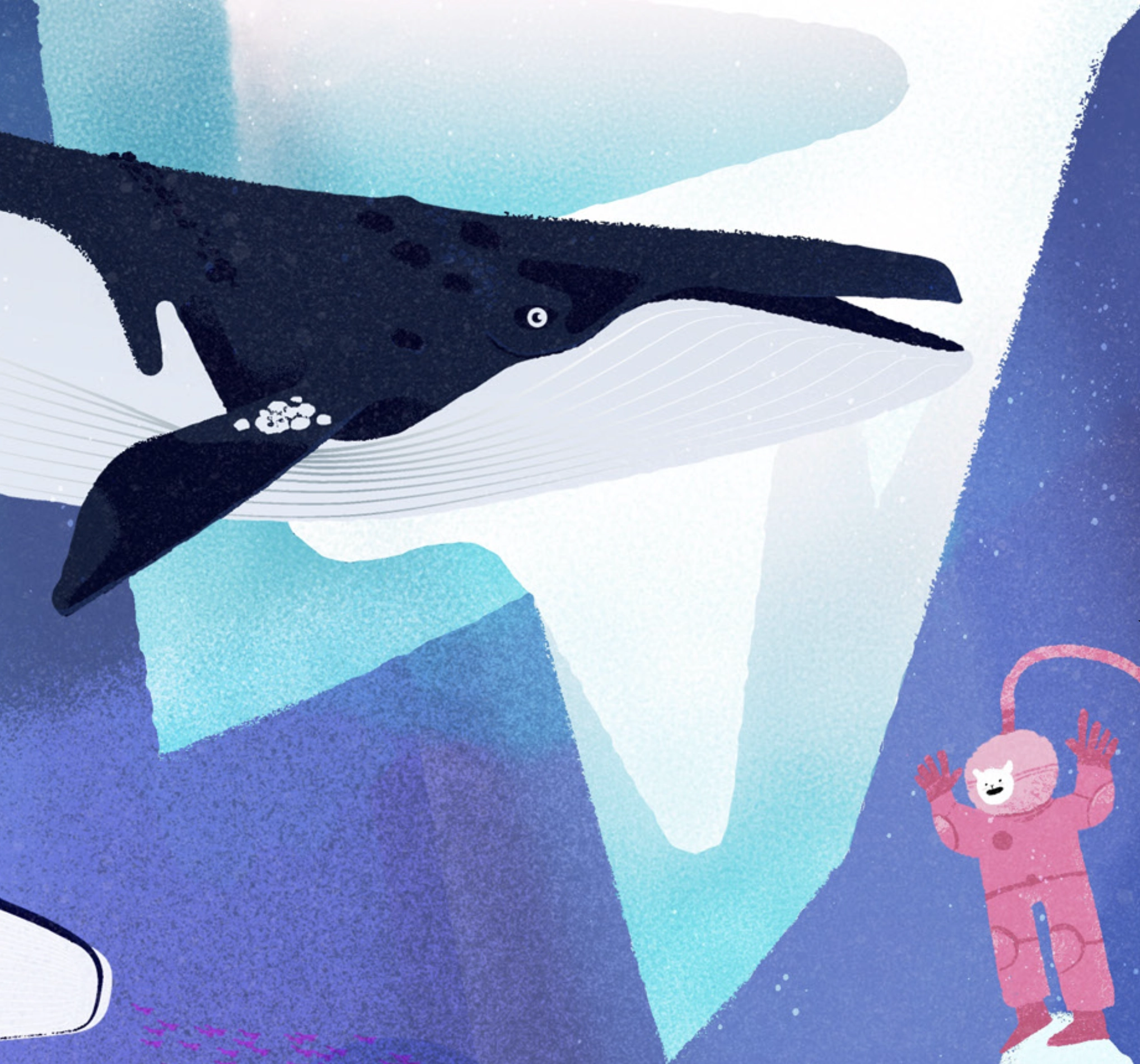 Ballenas de la más grande a la más pequeña
