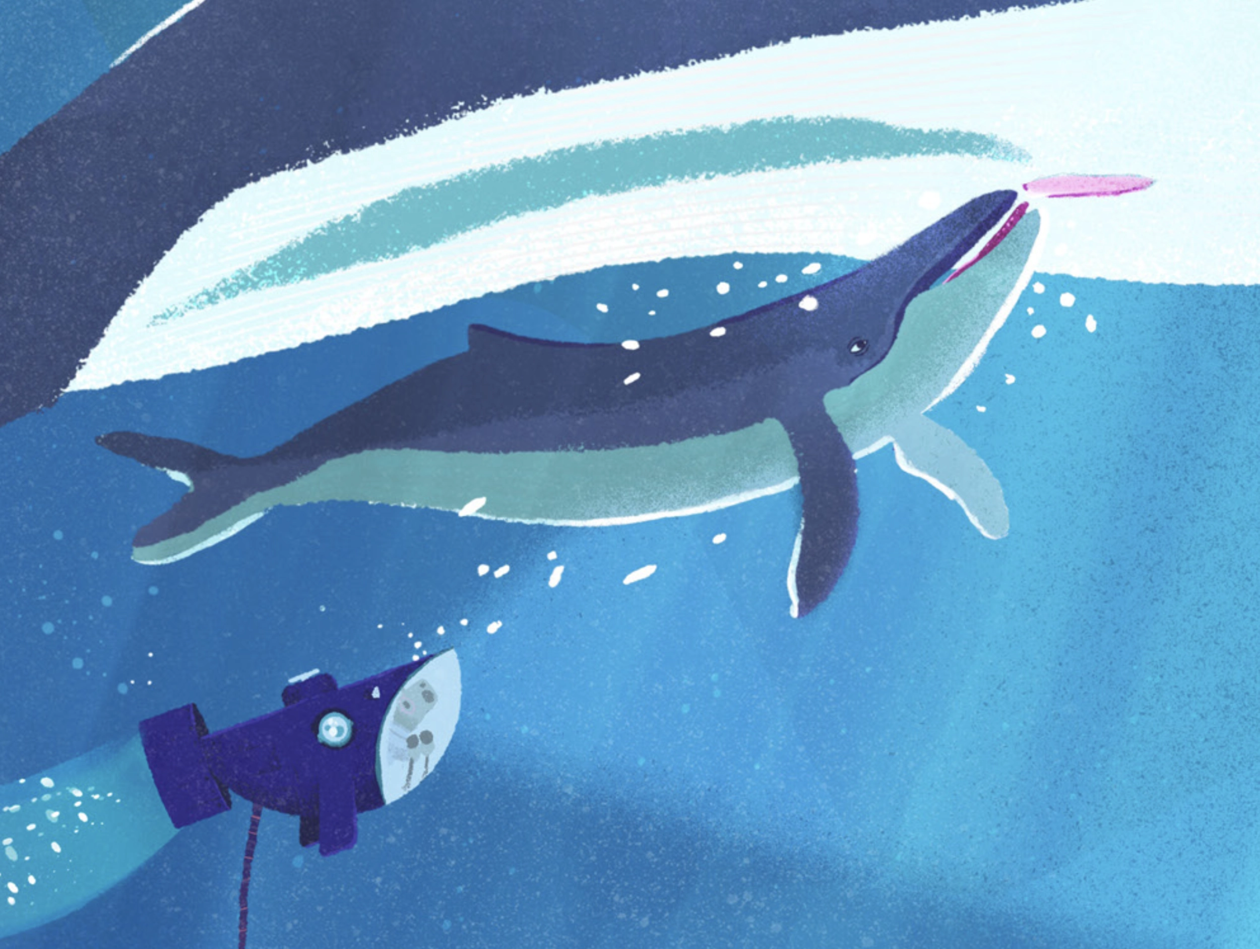 Ballenas de la más grande a la más pequeña