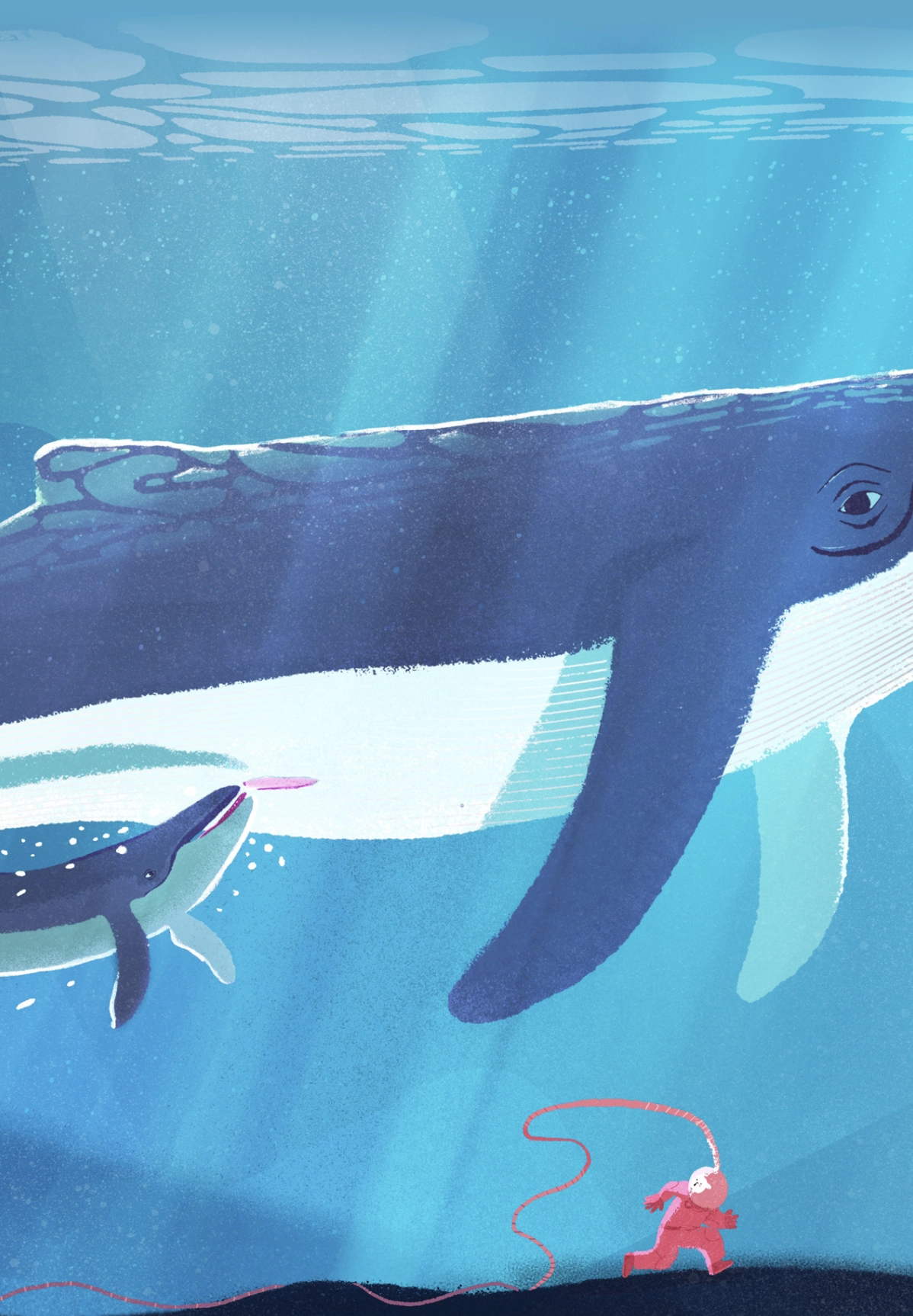 Ballenas de la más grande a la más pequeña