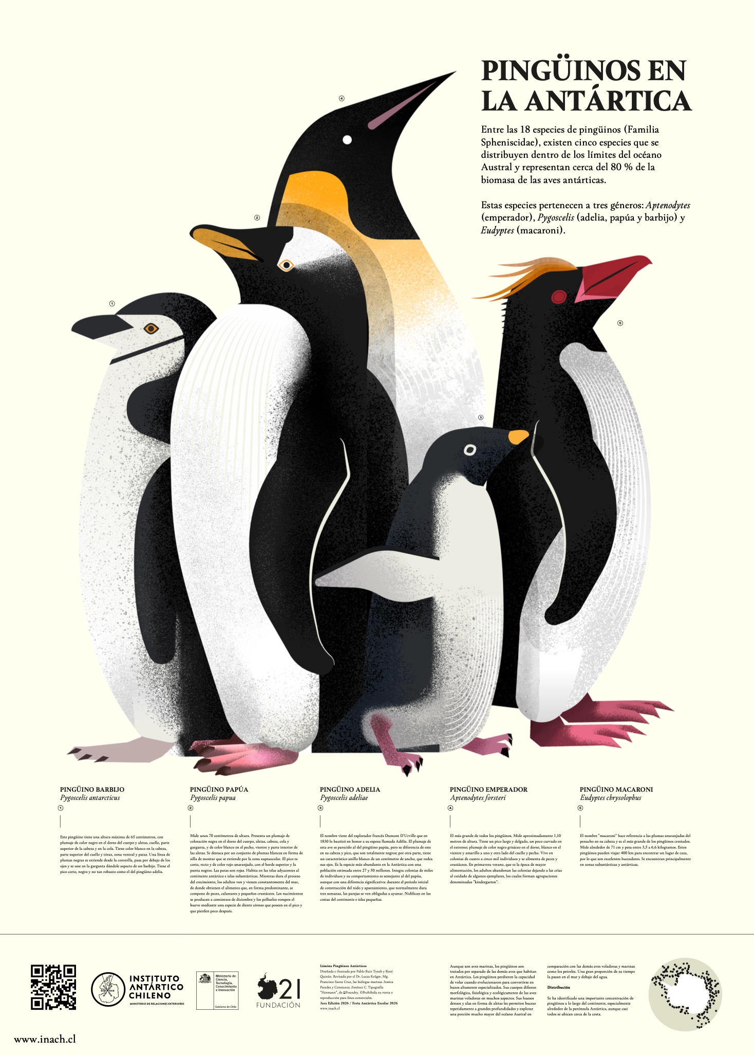 Poster de Fauna Antártica