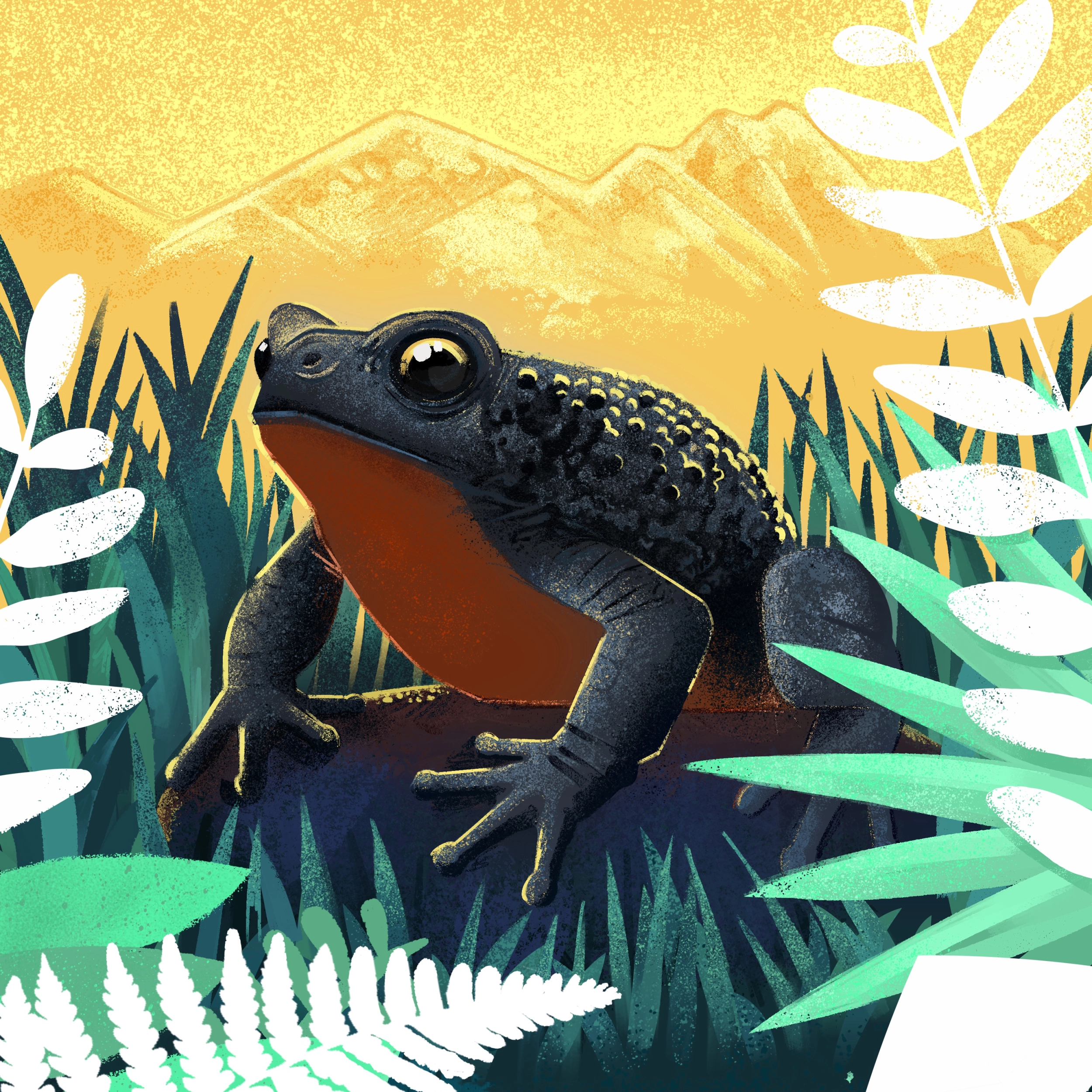 Ilustrando Ecuador, el país de las ranas